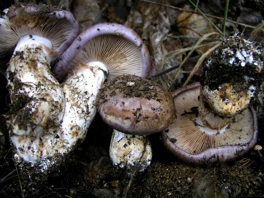Cortinarius violaceus